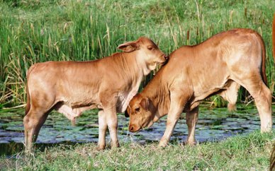 Calves on Golden Pond